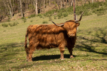 Farm animals.