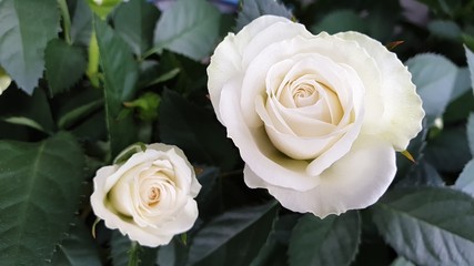 Rose flowers beautiful rose flower head