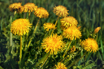 Yellow dandelions on a field against a background of green grass