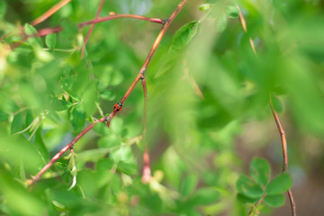 the plant is green young in the spring at sunset in the forest glows from the sun