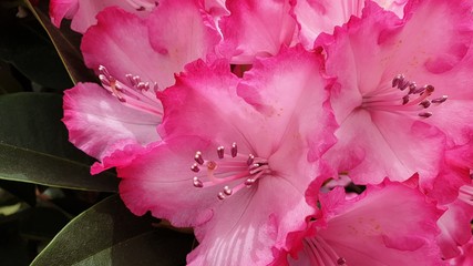 close up of pink flower
