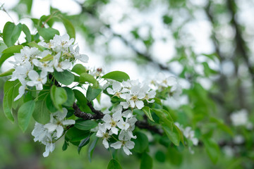 the beginning of  Apple blossom in spring buds with petals close up background in a blur
