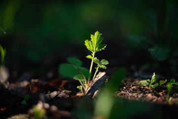 the plant is green young in the spring at sunset in the forest glows from the sun
