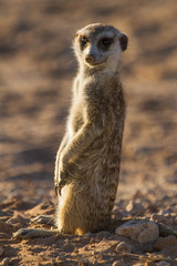 Meerkat (Suricata suricatta) Standing Guard in the Kalahari