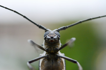 シロスジカミキリムシのアップ