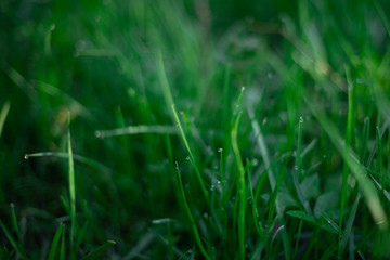 transparent drops of morning dew on the green grass close up