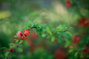 the beginning of flowering of the rosehip Bush in spring buds with petals close up background in a blur