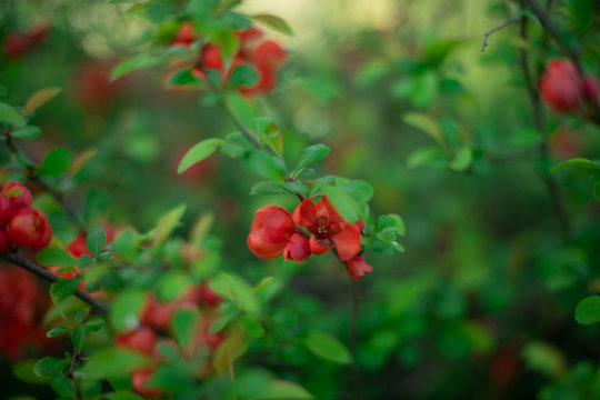 the beginning of flowering of the rosehip Bush in spring buds with petals close up background in a blur