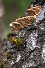 mushrooms grow on the trunk of a tree with moss in the forest