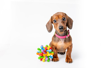 cute Dachshund puppy with sad big eyes sitting isolated on a white background