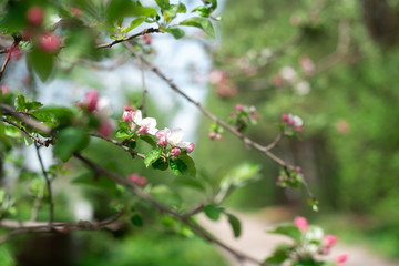 Fototapeta na wymiar the beginning of pink Apple blossom in spring buds with petals close up background in a blur