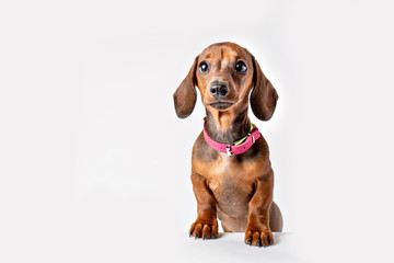 dachshund dog puppy isolated on white background