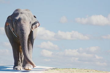 elephant walking  on road isolated on blue sky background.