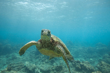Green Sea Turtle Underwater Swimming in a Sea of Blue