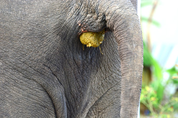 The elephant is feces © pangcom