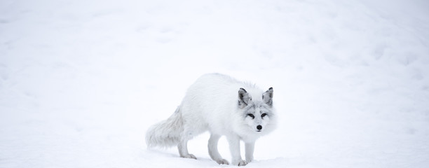 Arctic Fox walking outside in cold winter weather.