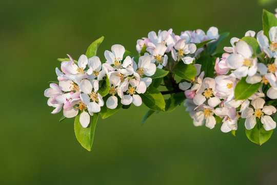 Close up of malus blossom in bloom