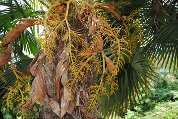 Mediterranian nature flowers