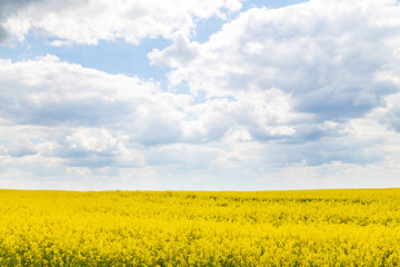 Blooming rapeseed field of Ukraine against the blue sky with clouds