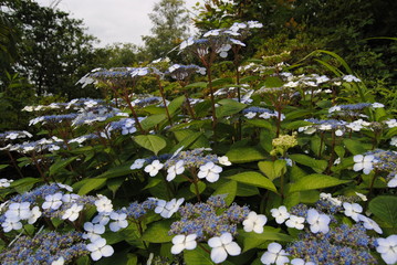 Flowers beautiful nature Mediterranian