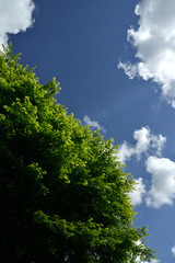 Obraz premium 新緑