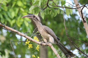 Grey Hornbill