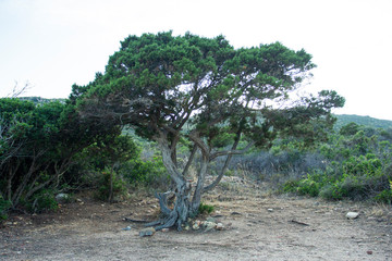 Sardinian tree in nature