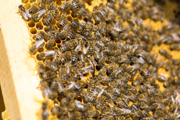 Closeup of a frame with a wax honeycomb of honey with bees on them. Apiary workflow.