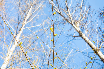 twig with young leaves and poplar trees and blue sky on background on sunny spring day (focus on the branch on foreground)
