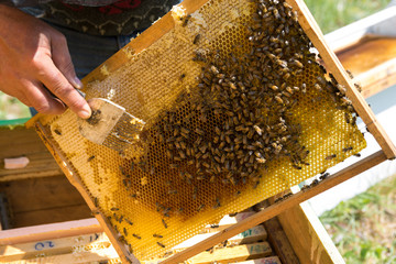 Closeup of a frame with a wax honeycomb of honey with bees on them. Apiary workflow.