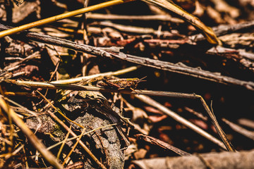 Grasshopper on a ground
