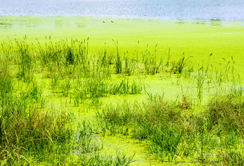 Fototapeta na wymiar The blade of grass and duckweed in the water surface of the wetland