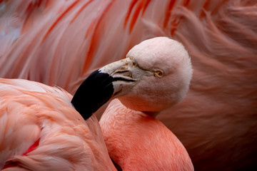 a beautiful pink chilean flamingo grooming its feathers