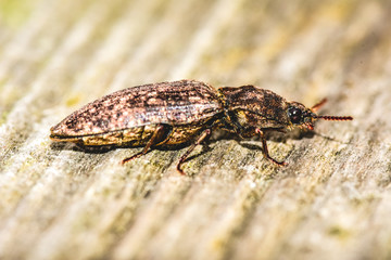 Black beetle on wood