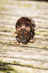 black beetle on wood