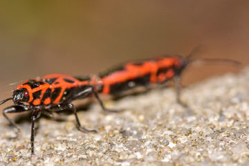 Firebug mating
