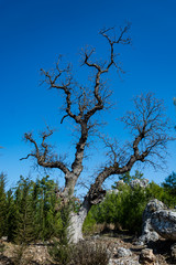 
A tree that has dried up and lonely under the sky.
