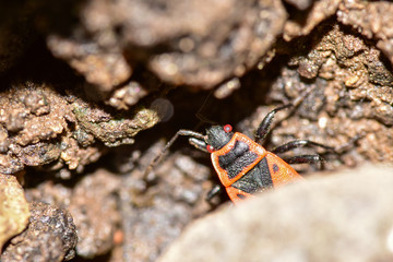 Firebug hiding in the ground