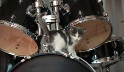  little kitten stands on the drums. percussion instruments.drums on black background