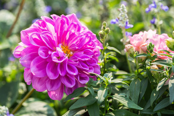 Pink flower and green leaf in garden at sunny summer or spring day for decoration.