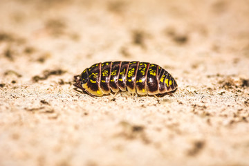 Pill woodlouse on a ground