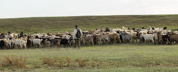 Sheep and goats graze on green grass in spring