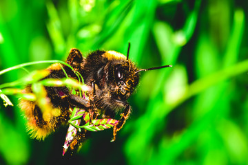 Bumblebee on a grass