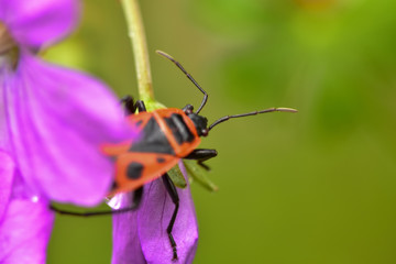 Firebug on a flower