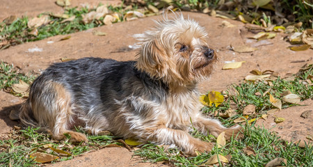 A small dog lies in the sunshine of a late autumn afternoon image in horizontal format