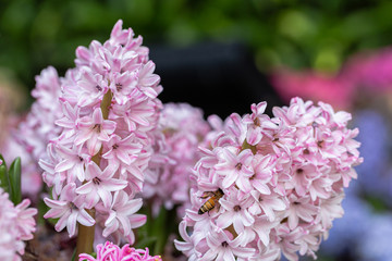 Hyacinth flower in garden at sunny summer or spring day for decoration. Pink flower.