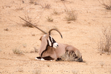 Gemsbok with deformed horn, Kalahari
