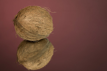 Large shaggy coconut isolated on a red mirror surface with reflection