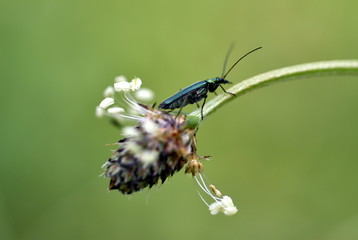 Kleiner Käfer auf einer Spitzwegerichblüte