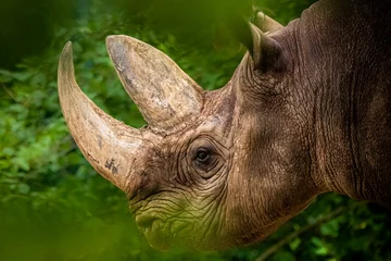 Foto op Plexiglas anti-reflex an african rhino walking through the brush © Ralph Lear